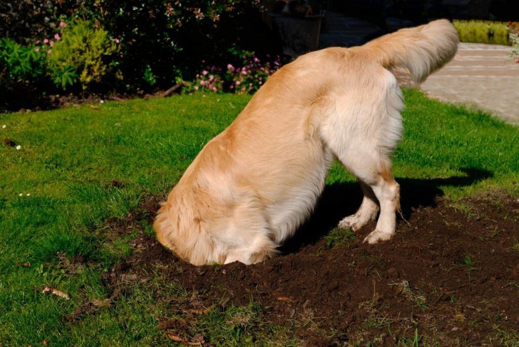 Does Artificial Grass Stop Dogs Digging