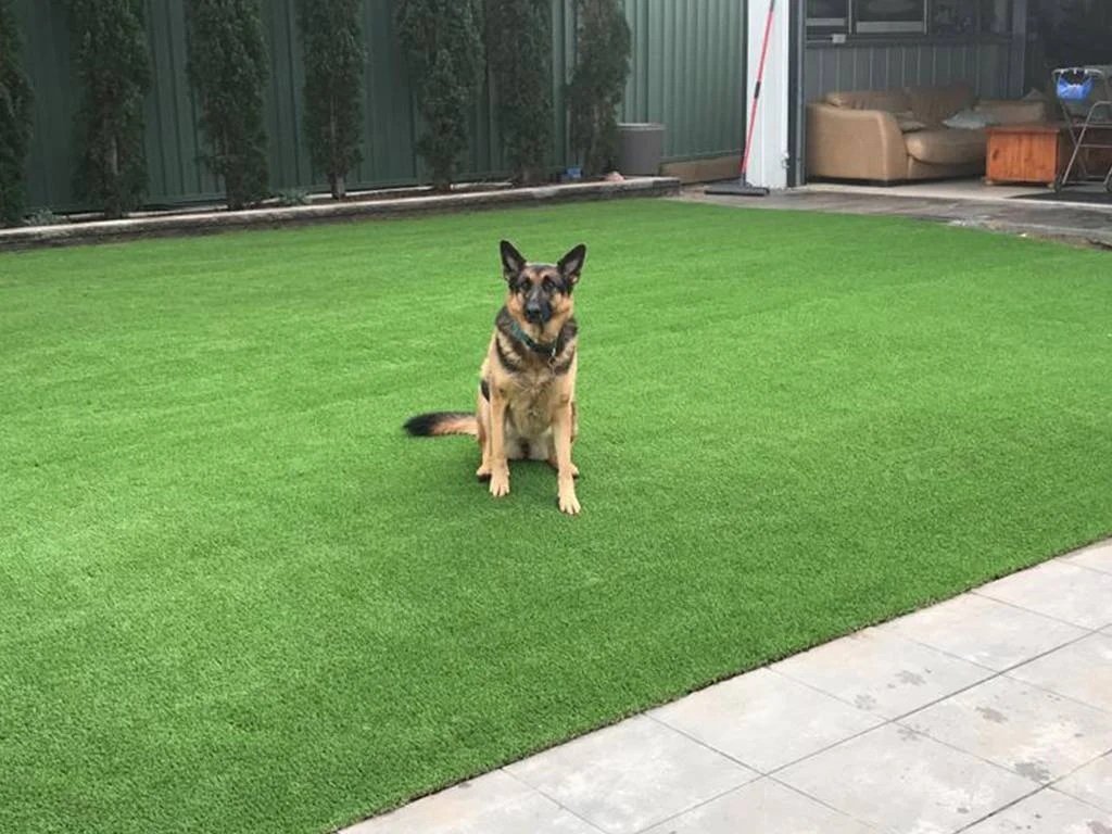 Pet Turf vs Artificial Grass